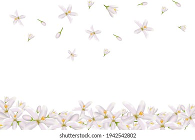 Realistic orange flowering branch, leaves, neroli flowers and bud. Perfumery and medical plant.Labels of Cosmetic Skin Care Product Design .Vector illustration.