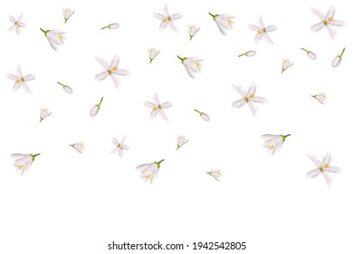 Realistic Orange Flowering Branch, Leaves, Neroli Flowers And Bud. Perfumery And Medical Plant.Labels Of Cosmetic Skin Care Product Design .Vector Illustration.