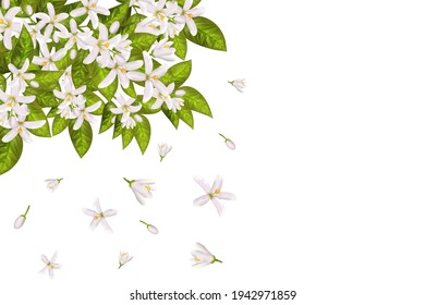 Realistic Orange Flowering Branch, Leaves, Neroli Flowers And Bud. Perfumery And Medical Plant.Labels Of Cosmetic Skin Care Product Design .Vector Illustration.