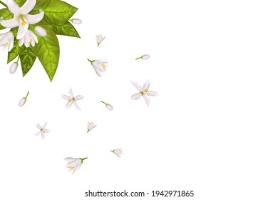 Realistic orange flowering branch, leaves, neroli flowers and bud. Perfumery and medical plant.Labels of Cosmetic Skin Care Product Design .Vector illustration.