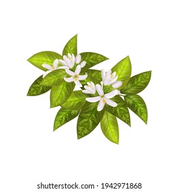 Realistic orange flowering branch, leaves, neroli flowers and bud. Perfumery and medical plant.Labels of Cosmetic Skin Care Product Design .Vector illustration.