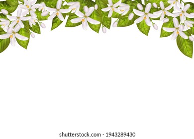 Realistic orange flowering branches with leaves, neroli flowers and buds. Perfumery and medical plant.Labels of Cosmetic Skin Care Product Design. Vector illustration.