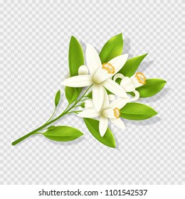 Realistic orange flowers isolated on transparent background. Top view on mandarin branch with flowers. Vector illustration.