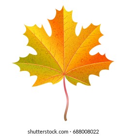 Realistic orange maple leaf with water drops. Autumn vector illustration