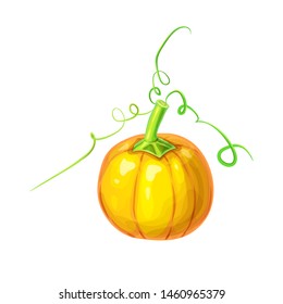 realistic Orange ripe pumpkin with stem, curly tendrils and vine isolated on white. beautiful hand drawn autumn halloween or thanksgiving pumpkin. Bright detailed pumpkin in cartoon style