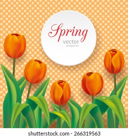 Realistic orange tulips on retro polka dots background with round paper card and place for text. Vector