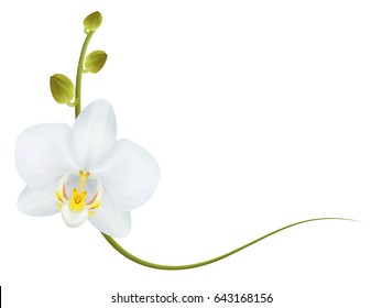 Realistic orchid frame, corner