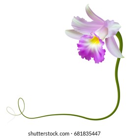 Realistic orchid frame, corner.