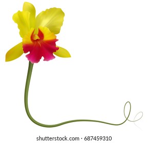 Realistic orchid frame, corner.