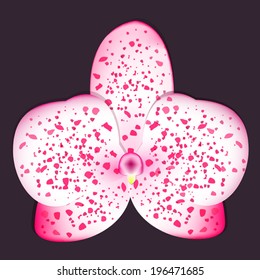 realistic orchid, vector illustration