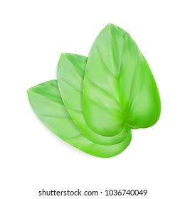 Realistic Oregano Plant Leaves Isolated On White. EPS10 Vector