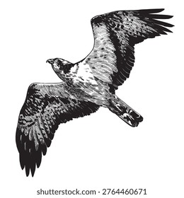 Realistic osprey or fish hawk bird illustration drawing in traditional hand drawn style. Woodcut or engraving ink style, scratchboard looking line art.