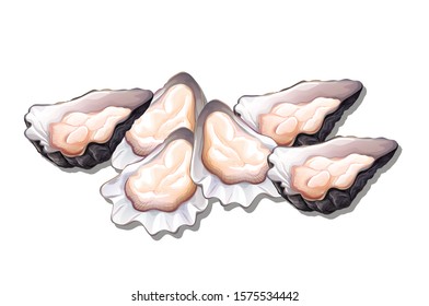 Realistic oysters. Fresh delicious seafood. Bivalve molluscs. Vector cartoon illustration isolated on white background for menu, recipes, market label, food packing.