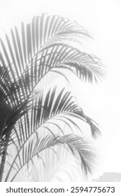 realistic palm leaf shadow overlay with a soft, tropical effect. Perfect for summer backgrounds, natural design elements, wallpapers, templates, and artistic photo compositions with a modern touch.	