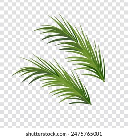 Realistic palm leaves vector design isolated on a transparent background