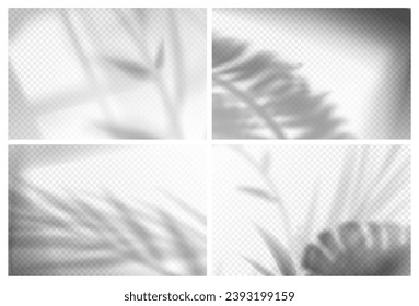 Realistic palm and monstera leaves with shadow overlay effects on transparent background. Sunlight from window and gray shades of tropical plants foliage on wall. Room with floral or tree branches.