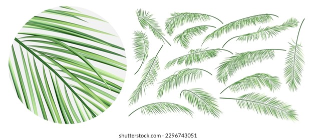 Realistic palm tree branch, close up. Vector illustration of green tropical leaf. Isolated exotic plant template.