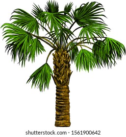 realistic palm tree green summer
