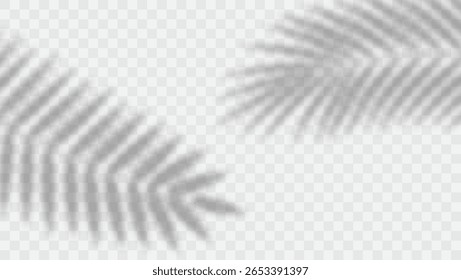 Efecto realista de superposición de sombra de palmera para edición de fotos y maquetas. Sombras borrosas suaves sobre fondo transparente.