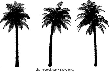 Realistic Palm Tree Silhouettes
