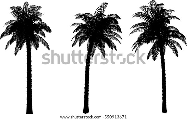 Realistic Palm Tree Silhouettes Stock Vector Royalty Free 550913671