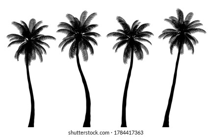 Realistic Palm Tree Silhouettes, Trunk and Leaves are Isolated from Each Other, Set 2