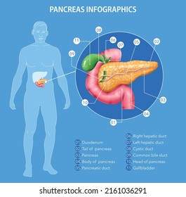 Realistic pancreas anatomy infographics with human body silhouette and internal organs with editable text captions pointers vector illustration