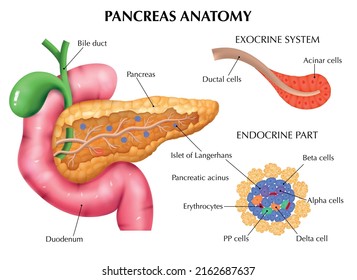 Realistic pancreas anatomy medical composition with editable text captions pointing to colored parts of internal organs vector illustration