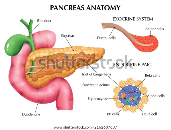 Realistic Pancreas Anatomy Medical Composition Editable Stock Vector ...