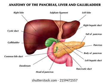 Realistic pancreas liver gallbladder anatomy infographics with colored images of limbs with pointing editable text captions vector illustration