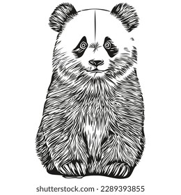 Realistic Panda vector, hand drawn animal illustration Pandas
