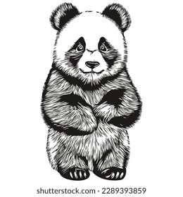 Realistic Panda vector, hand drawn animal illustration Pandas
