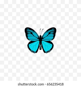 Realistic Papilio Ulysses Element. Vector Illustration Of Realistic Sky Animal Isolated On Clean Background. Can Be Used As Butterfly, Bluewing And Blue Symbols.