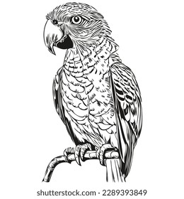 Realistic parrot vector, hand drawn animal illustration parrots
