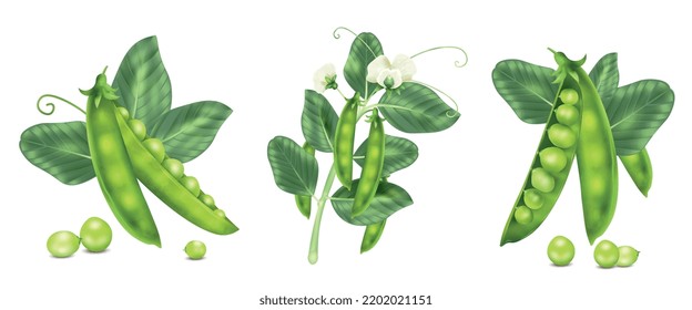 Realistic pea beans concept set with raw food seeds and plant isolated vector illustration