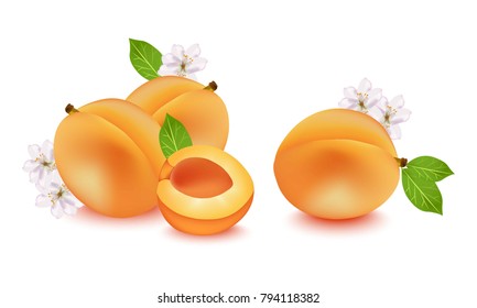 Realistic peach fruit Vector illustration. Fresh fruits on white backgrounds