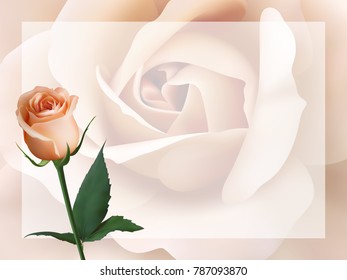 Realistic peach-colored rose, background