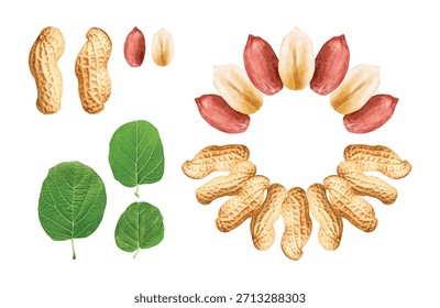 Ilustración realista de cacahuetes con contornos trazados y sombreado de puntos. Estilo de Vector limpio perfecto para el envasado, las etiquetas de los alimentos y la marca del producto.