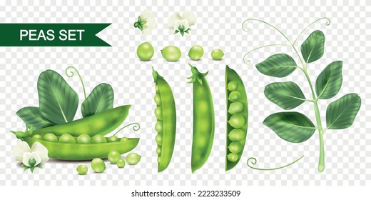 Realistic peas icons set with fresh beans and plants on transparent background isolated vector illustration