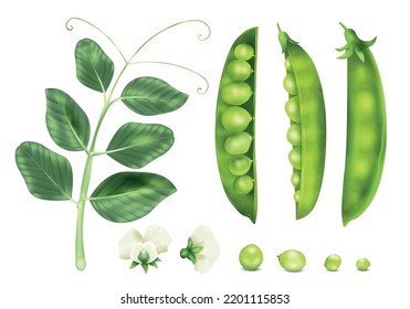 Realistic peas icons set with raw seeds plant sprout and flower isolated vector illustration