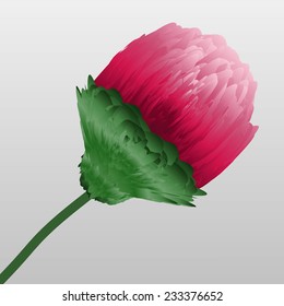 Realistic peony bud. Vector.