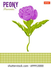 Realistic peony flower with leaves, vector illustration. Isolated