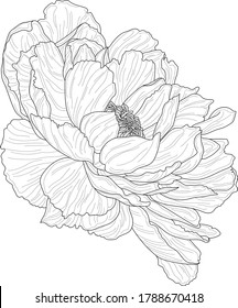 Realistic peony flower template. Chinese rose vector illustration in black and white for games, background, pattern, decor. Print for fabrics and other surfaces. Coloring paper, page, story book