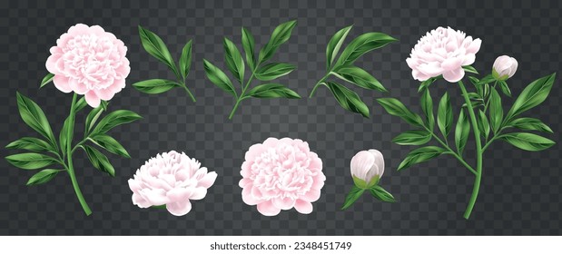 Realistic peony set of isolated flower and plant images on transparent background with green leaves buds vector illustration