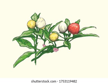 Realistic pepper botany with red, white and yellow fruit in vector art illustration design