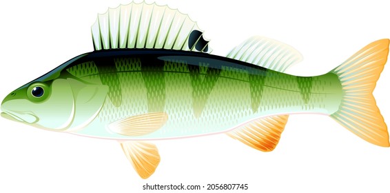 Realistic perch fish isolated illustration, one freshwater fish on side view