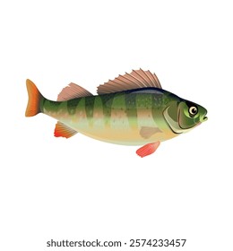 Realistic perch river fish. Vector illustration isolated on a white background