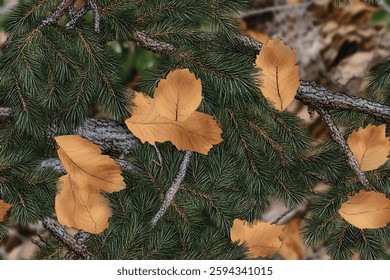 A realistic photo of a camouflage pattern with brown leaves and green pine branches, high resolution