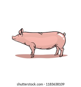 Realistic pig isolated on white background, pink pig illustration in realistic style. Good for butchery logos, farm badges etc.