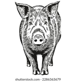 Realistic Pig vector, hand drawn animal illustration hog
